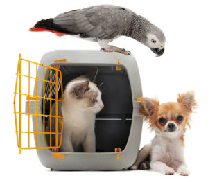 Pet Relocation